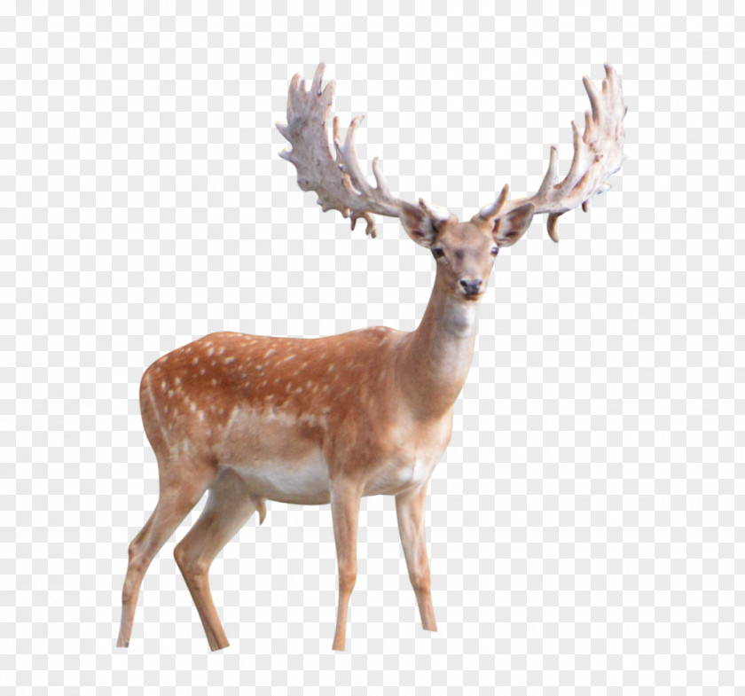 Deer Head White-tailed Desktop Wallpaper Clip Art PNG