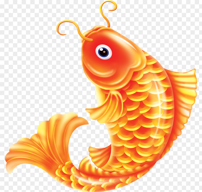 Fish Pictures Common Carp Goldfish PNG