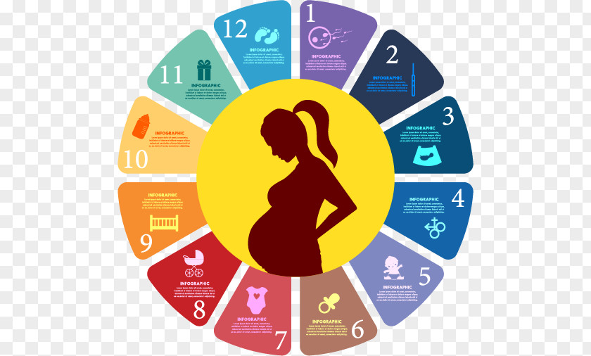 Pregnancy Timeline Childbirth PNG