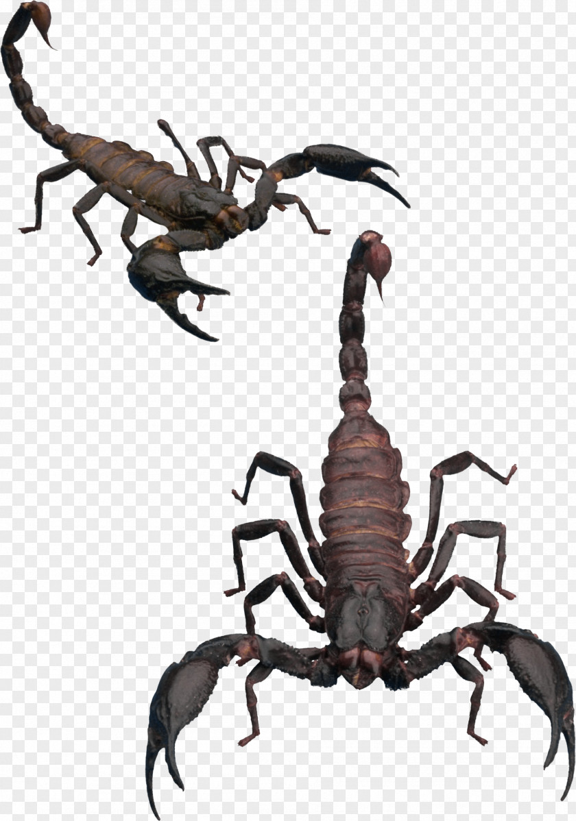 Scorpion Icon PNG