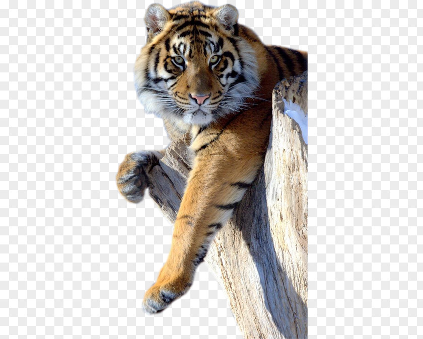 Tiger Lion Jaguar Black Panther Cat Bengal PNG