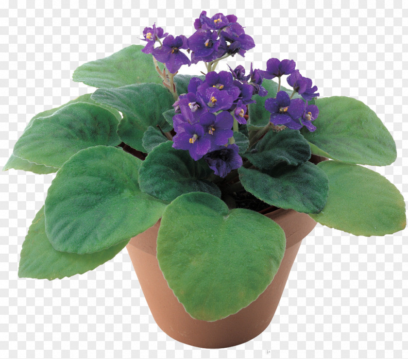 Violet Flowerpot Chinese Wisteria Penjing Ornamental Plant PNG