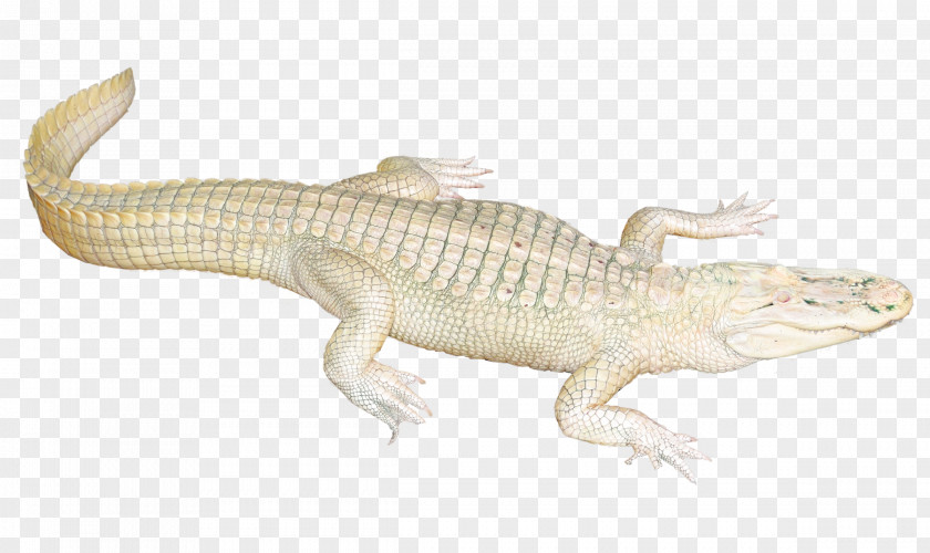 White Crocodile Lizard Fauna Terrestrial Animal PNG