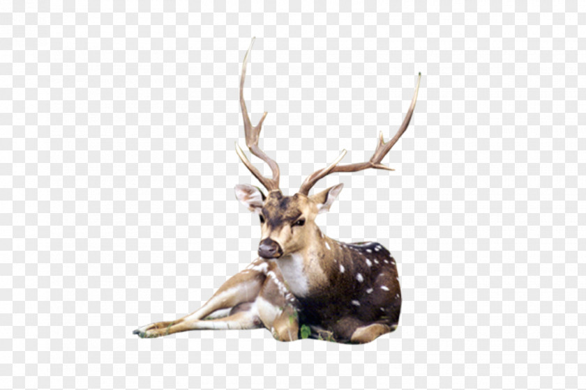 Animals Animal Reindeer PNG