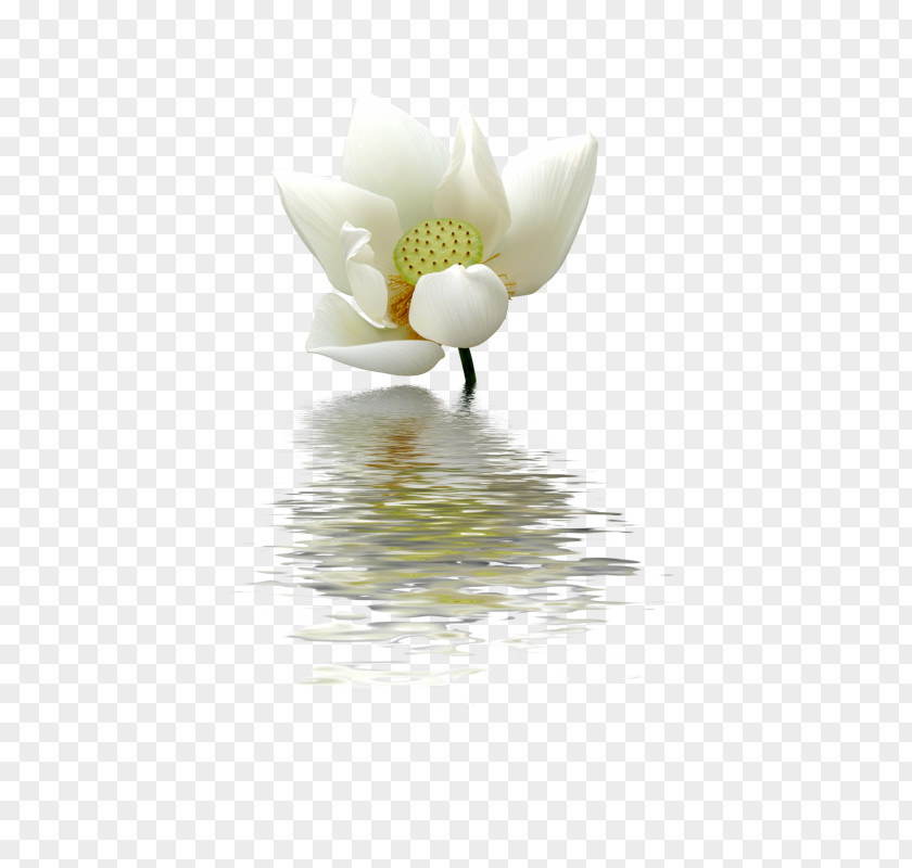 Background Chinese Wind Nelumbo Nucifera White Pygmy Water-lily Green PNG