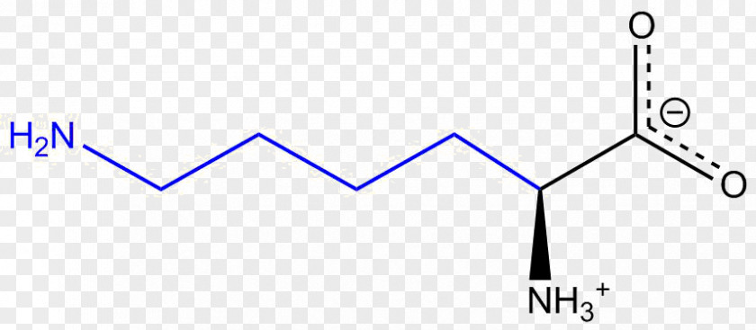 Lysine Amino Acid Arginine Amine PNG