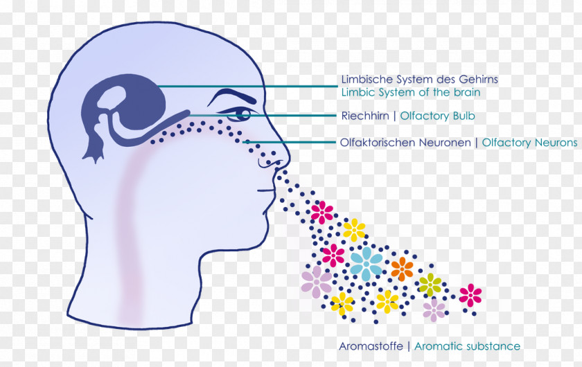 Mucus Nose Food Spoilage Odor Water Olfaction PNG