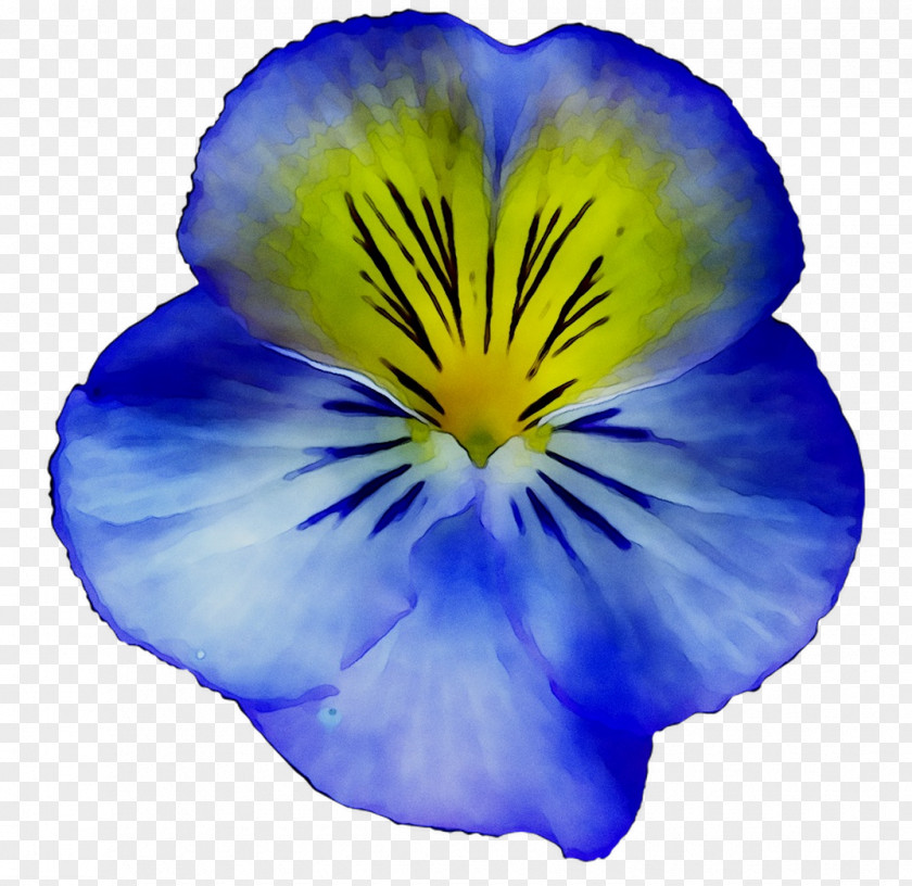 Pansy Blue Yellow Flower PNG