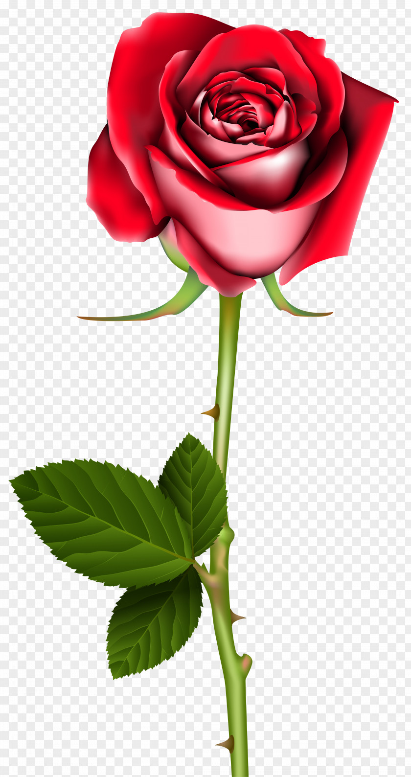 Peony Garden Roses Flower Desktop Wallpaper Clip Art PNG