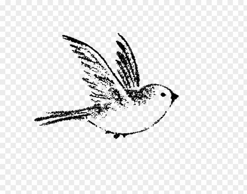Sparrow Bird Drawing Swallow Tattoo Painting PNG