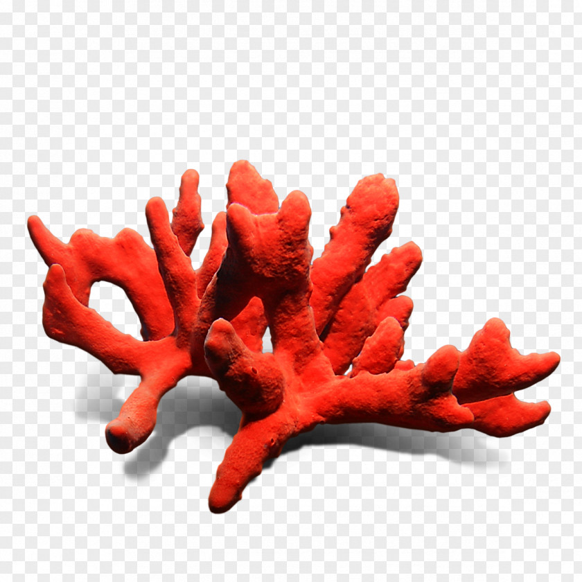 Starfish Stone Coral Mineral Talisman Color PNG