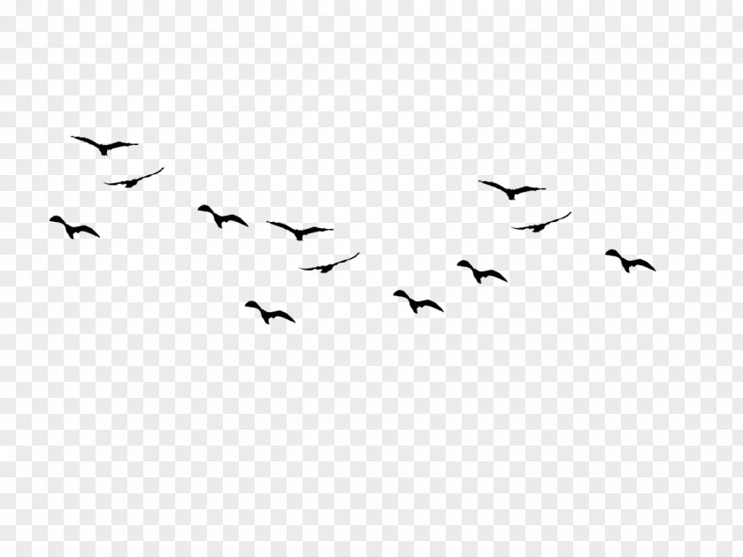 Bird Flock Clip Art PNG