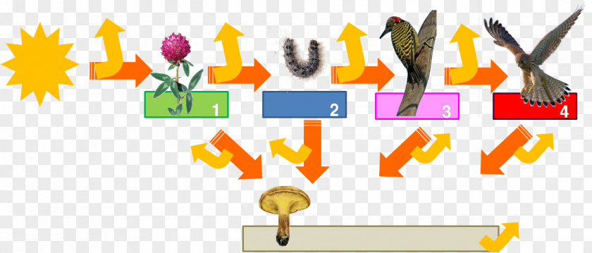 Energy Trophic Level Food Chain Web Ecology PNG