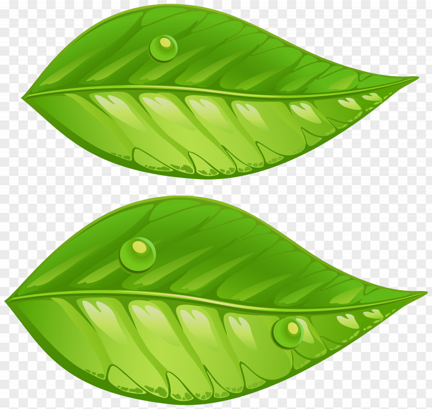 Green Leaves Transparent Clip Art Image Leaf PNG