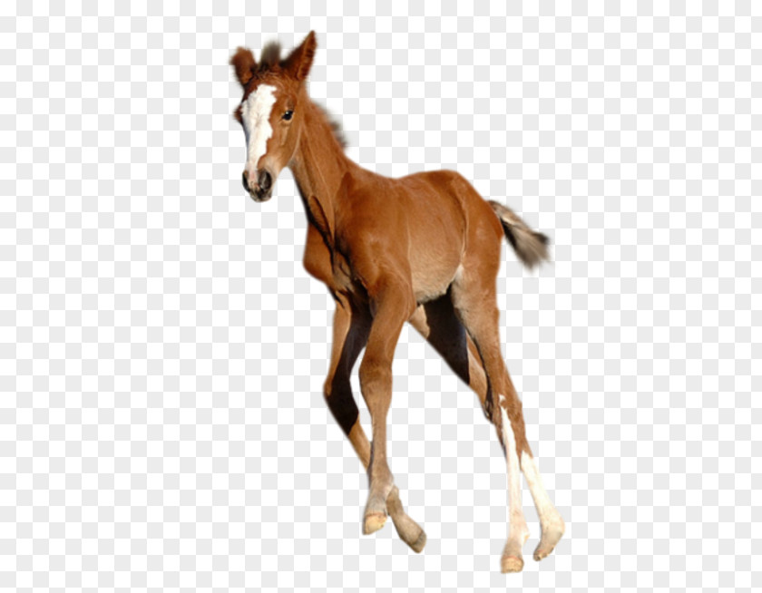 Mustang Foal Stallion Colt PNG