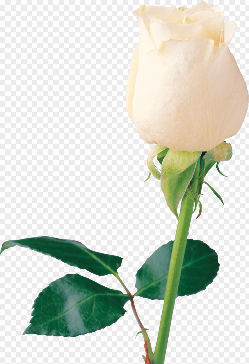 White Rose Image Flower Picture Wallpaper PNG