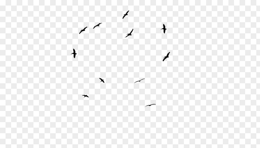 Bird Migration White Point Angle PNG
