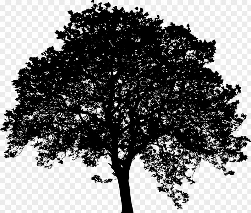 California Live Oak Californian White Tree Silhouette PNG