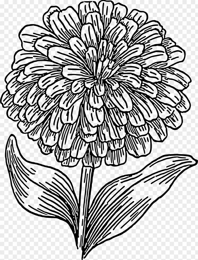 Mexican Marigold Coloring Book Drawing Child PNG