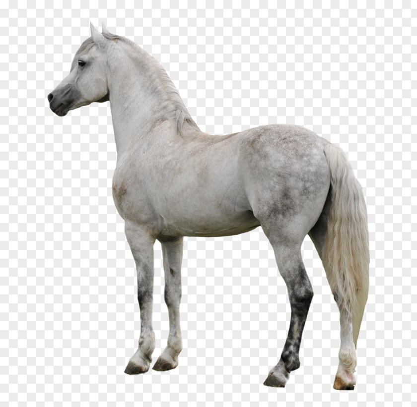 Mustang American Paint Horse Appaloosa Pony Stallion PNG