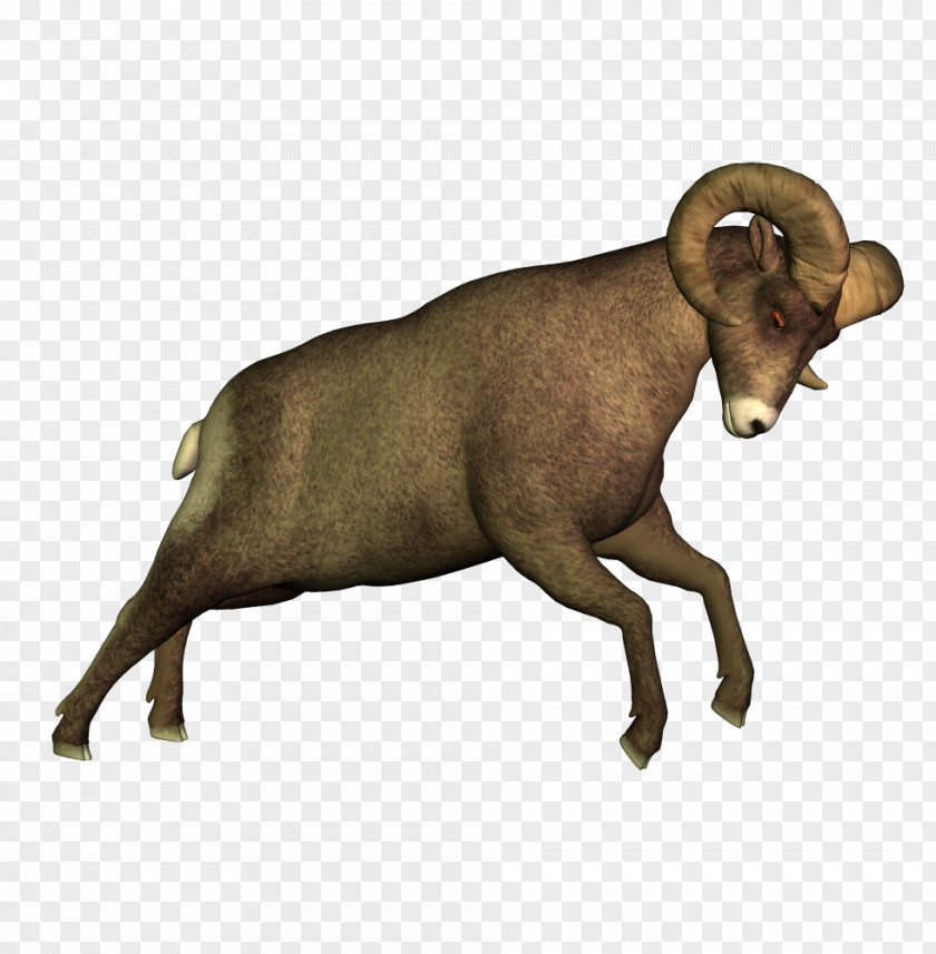 Sheep Argali Cattle Clip Art PNG