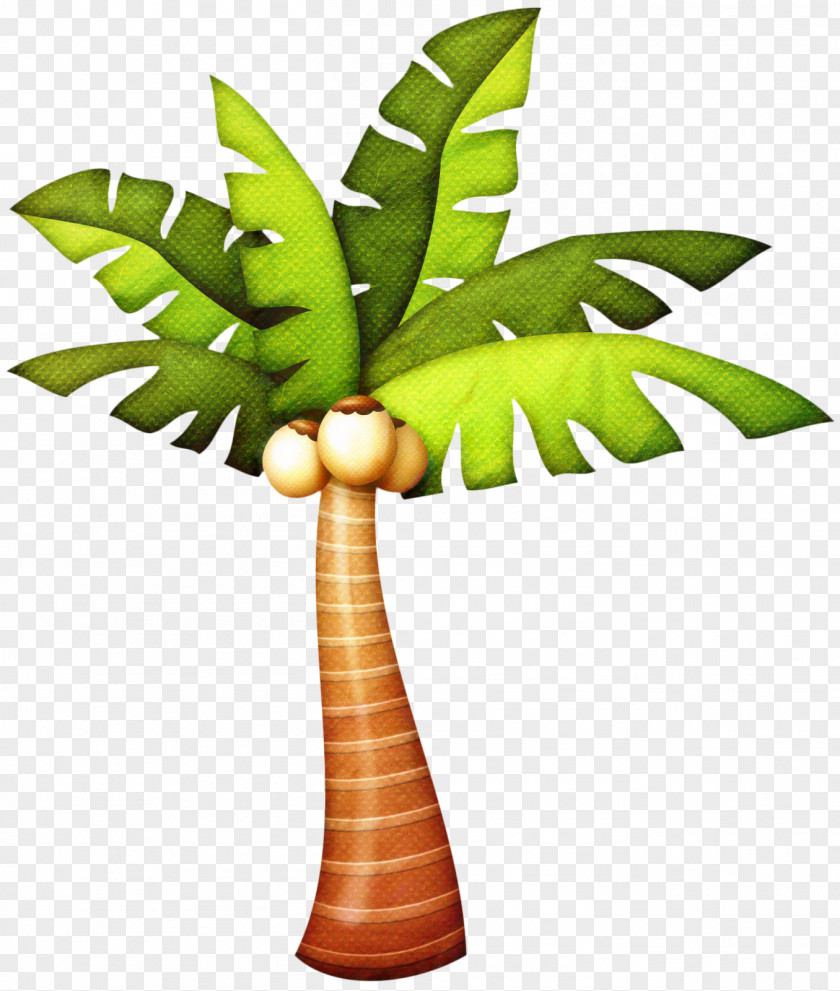 Terrestrial Plant Flower Coconut Leaf Drawing PNG