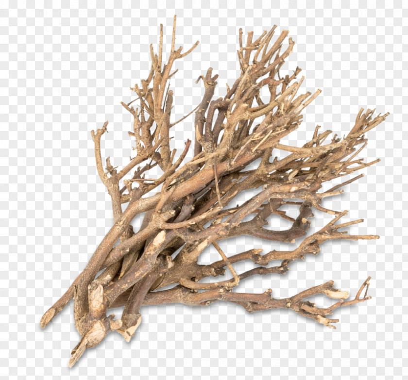 Berry Branch Die /m/083vt Wood PNG