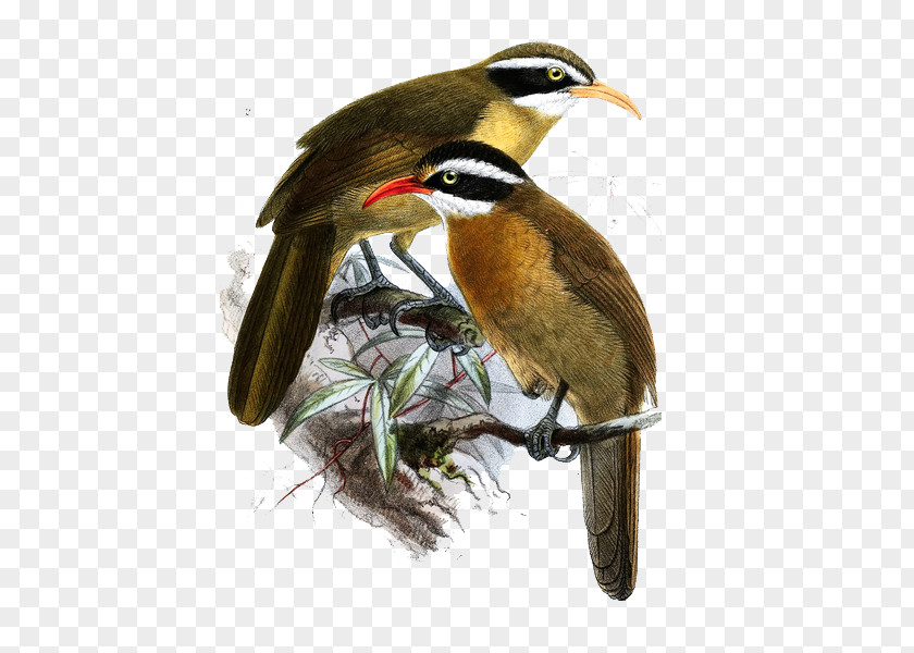 Birds Meticulous Decorative Painting Bird Illustration PNG