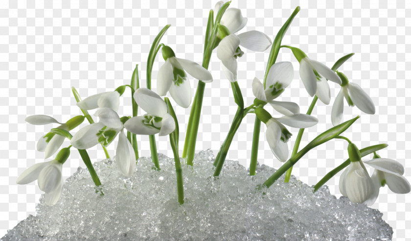 Crocus Flower Snowdrop Clip Art PNG