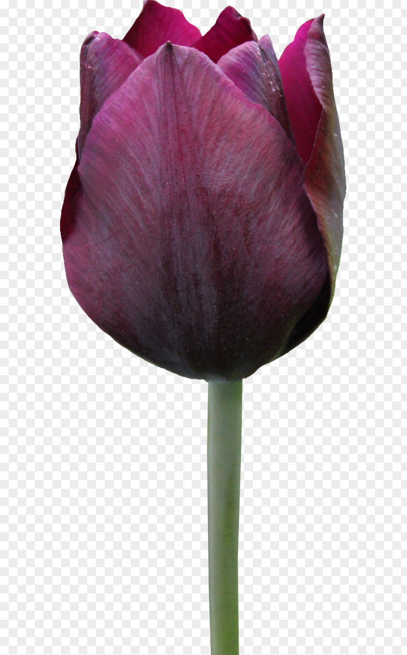 Tulip Display Resolution Flower PNG