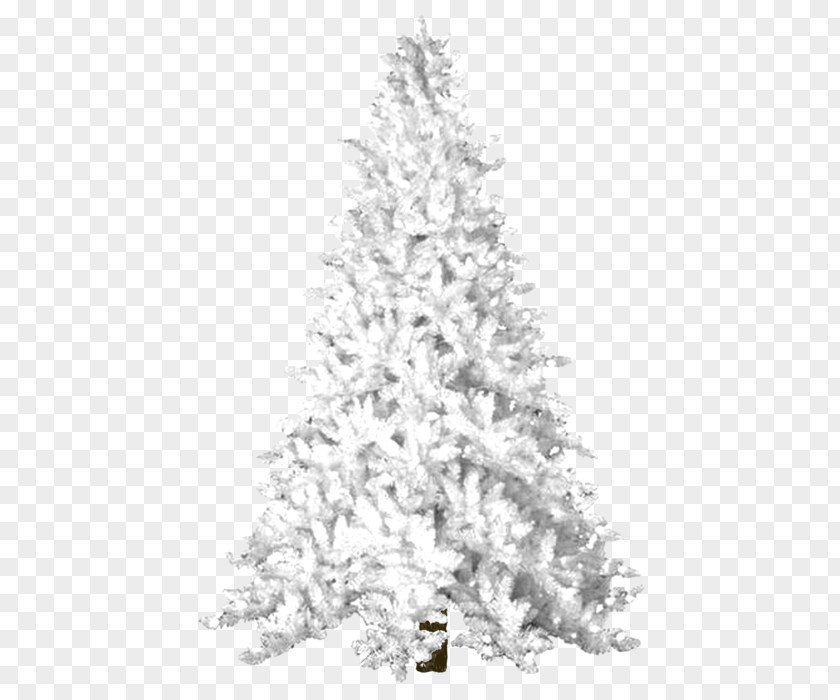 Twig Cypress Family Christmas Black And White PNG