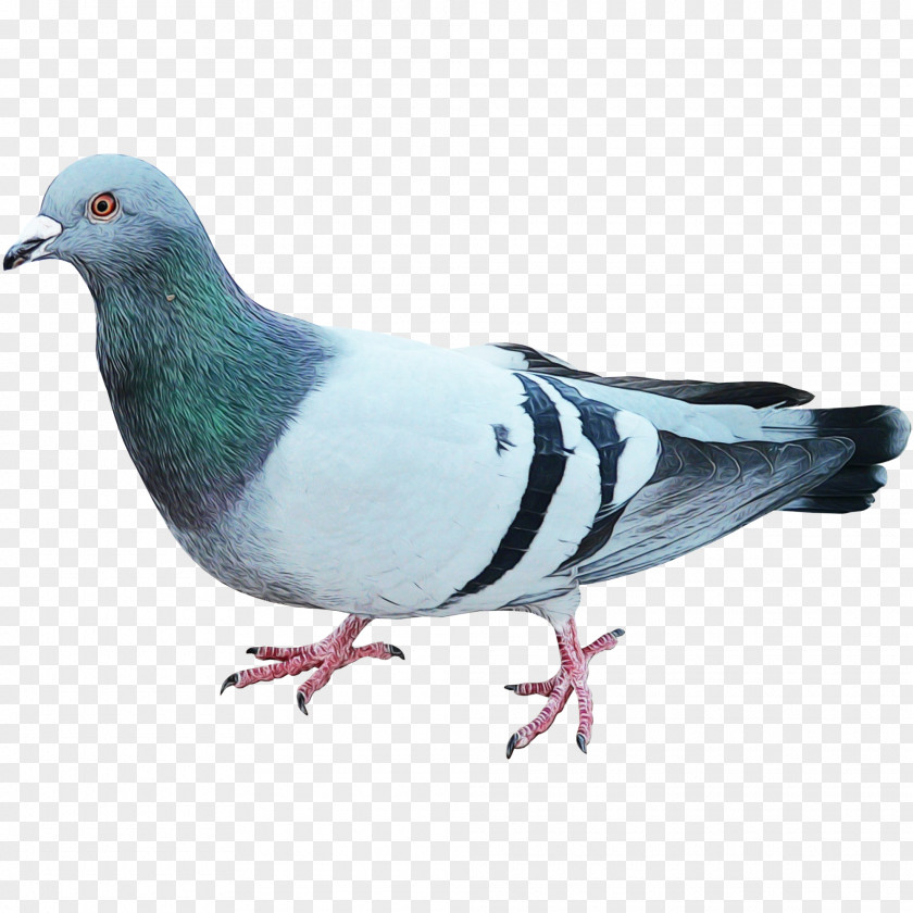 Feather Stock Dove PNG