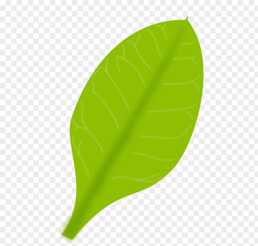 Green Leaf Vector Clip Art PNG