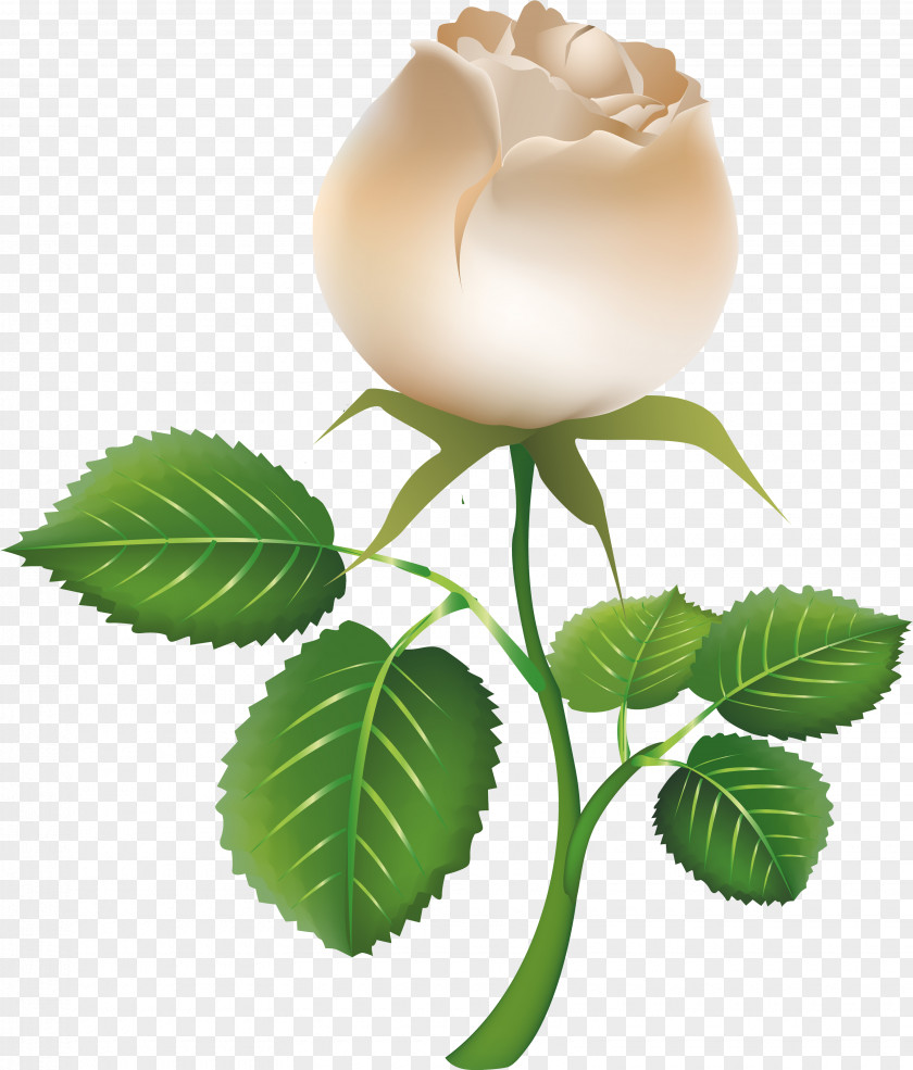 Rice Rose White Clip Art PNG