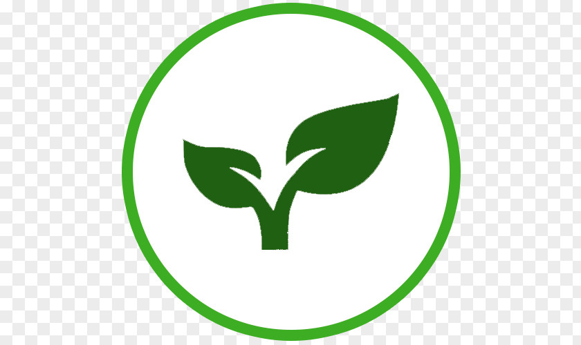 Santa Maria Leaf Green Plant Stem Tree Clip Art PNG