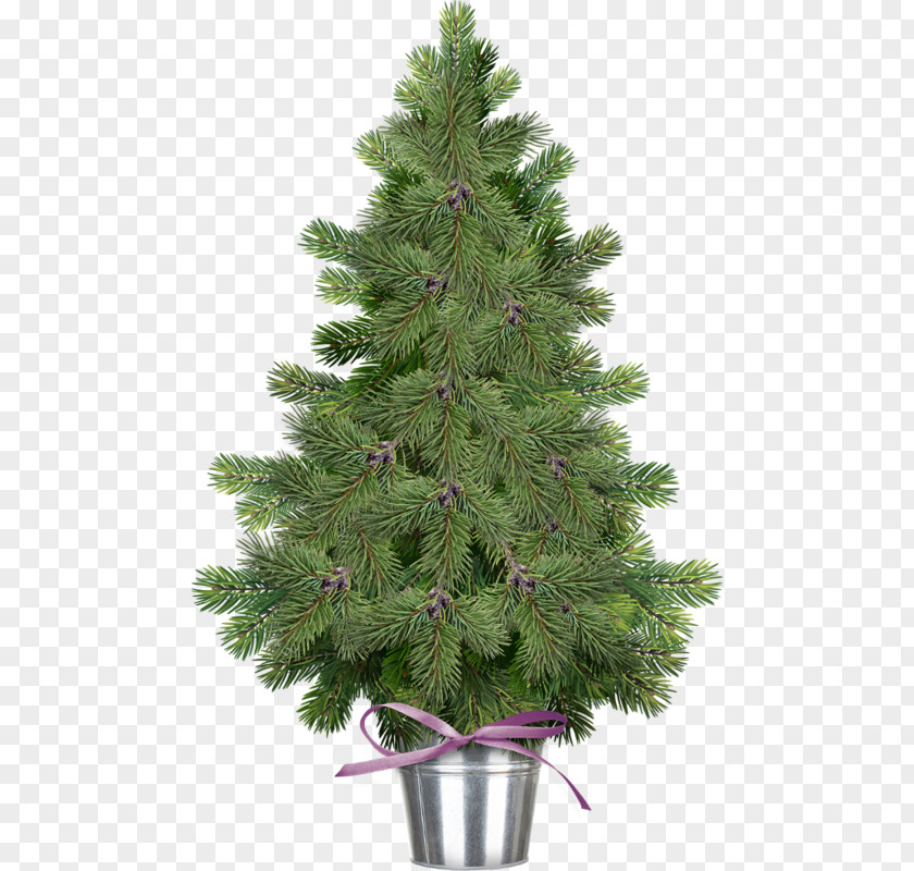 Tree Pine Fir Clip Art PNG