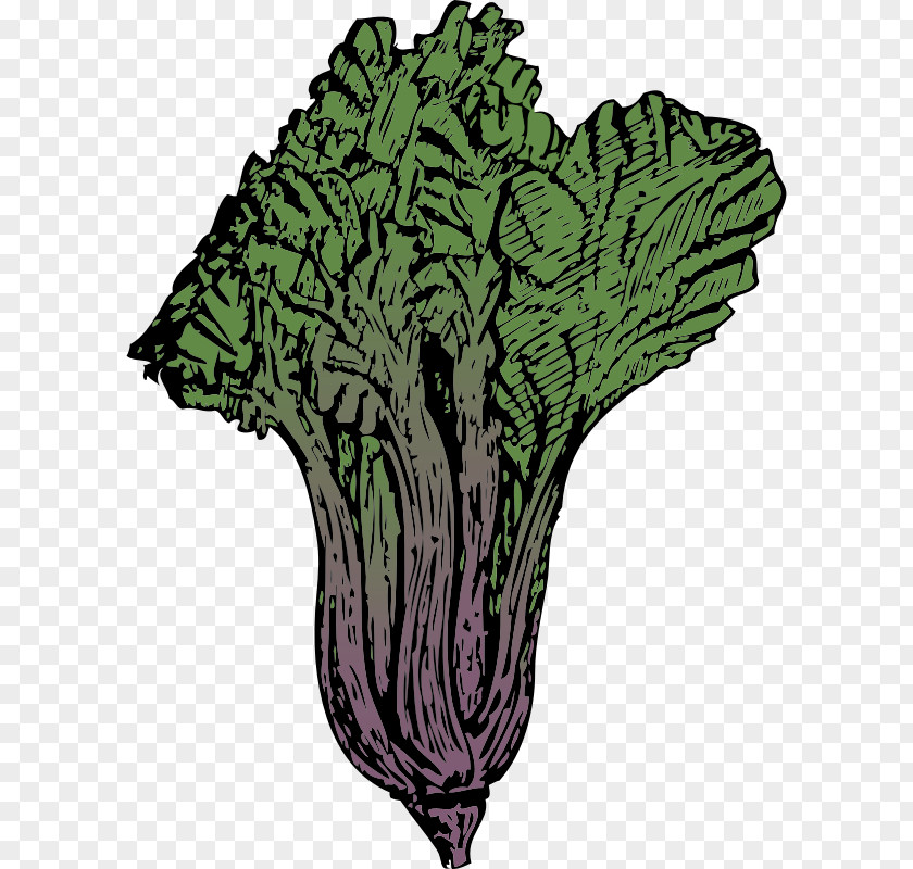 Vegetable Chard Clip Art PNG