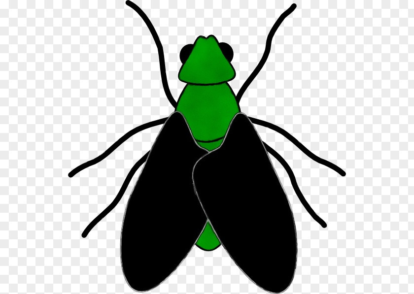 Wing Beetle Fly Flight Website Drawing Transparency PNG