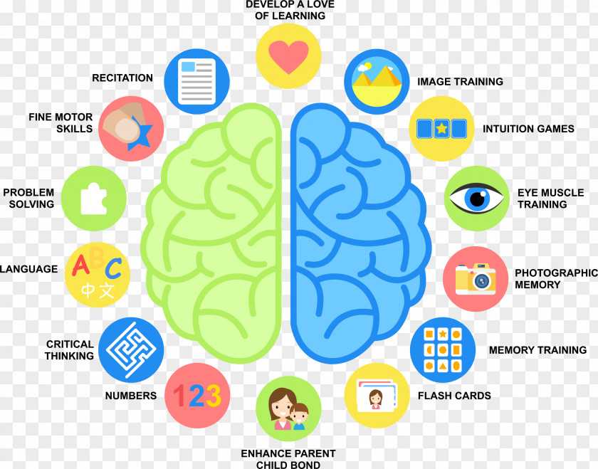 Childhood Memories Human Brain Wiring Diagram PNG