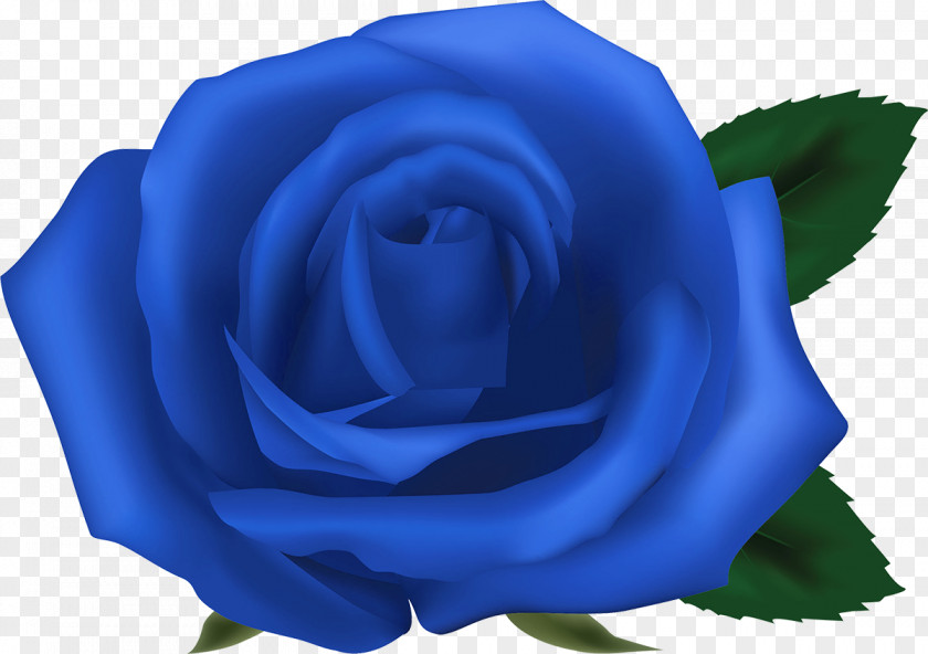 Flower Garden Roses Blue Rose Centifolia Floribunda PNG
