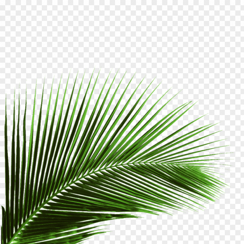 Hfcntybz Pennant Clip Art Image Palm Trees Vector Graphics PNG