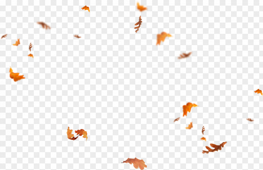 Leaf Desktop Wallpaper Adobe Photoshop Overlay PNG