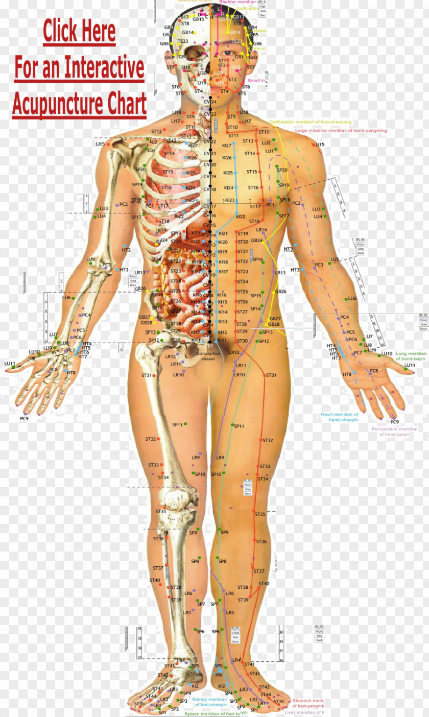 Acupoints On The Back Of Household Acupuncture Traditional Chinese Medicine Acupressure Meridian Akupunktiopiste PNG