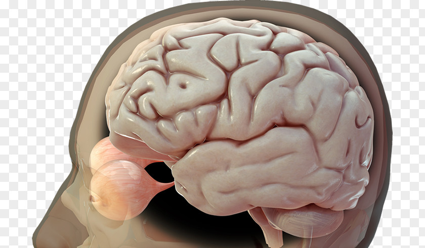 Brain Human Image 3D Rendering PNG