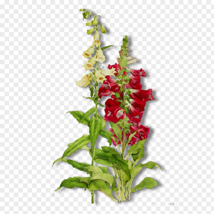 Cut Flowers Floral Design Plant Stem PNG