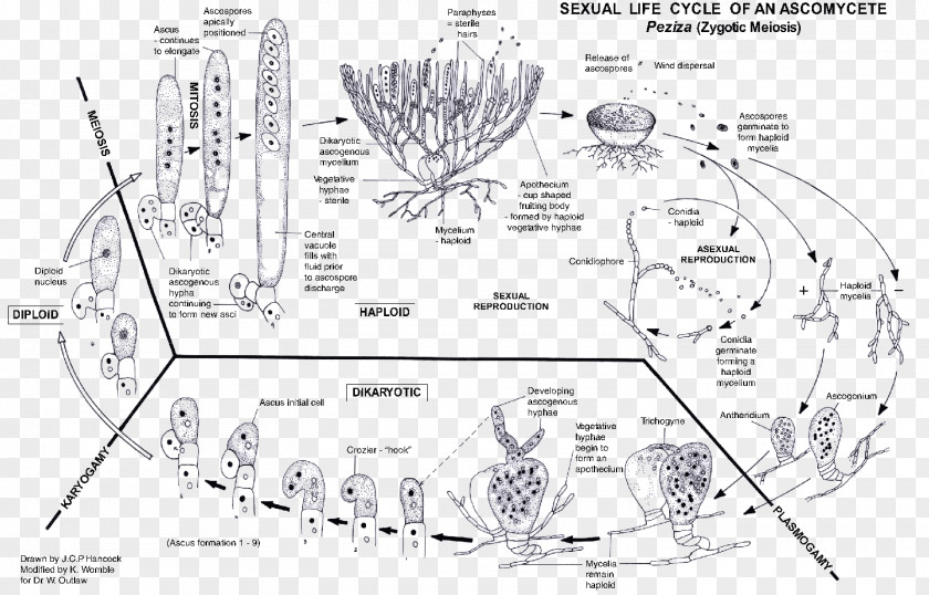 Fungi Arbuscular Mycorrhiza Sac Biological Life Cycle Mycelium PNG