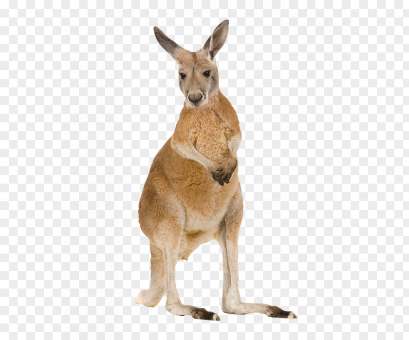 Kangaroo Red Eastern Grey Tree-kangaroo Western PNG