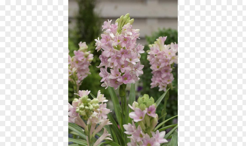 Peruvian Lily Tuberose Spring Bulbs Odor Flower PNG