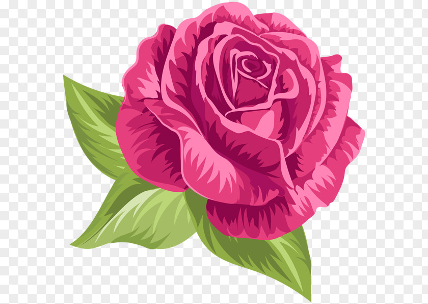 Flower Garden Roses Cabbage Rose Floribunda Clip Art PNG
