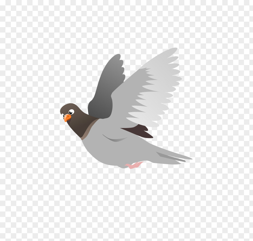 Gray Pigeon Domestic Columbidae Flight Squab Clip Art PNG